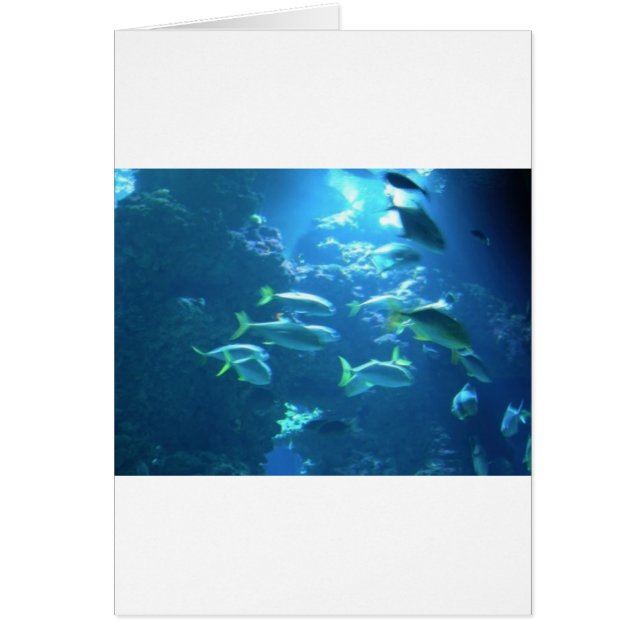 Poisson tropical (Devant)