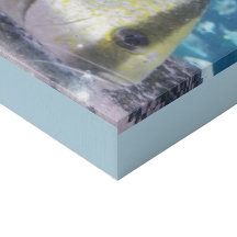 Poisson tropical sur fausse toile