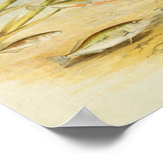 Poisson vintage Impression 019 | Sticklebacks (Coin)