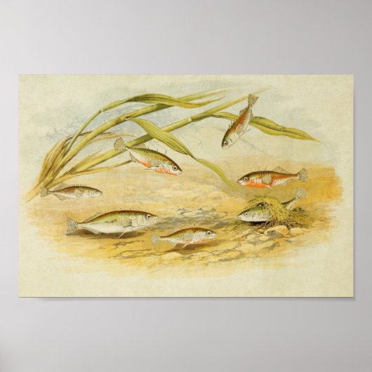 Poisson vintage Impression 019 | Sticklebacks (Devant)