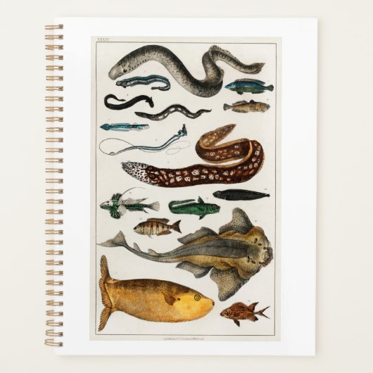 Poisson vintage Océan, plage, bleu, eau (Devant)