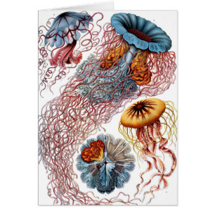 Poisson vintage par Ernst Haeckel, Discomedusae