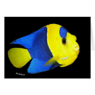 Poissons bicolores d'ange