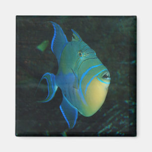 Poissons bleus, jaunes et verts - aimant