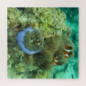 Poissons clowns Puzzle (Horizontal)