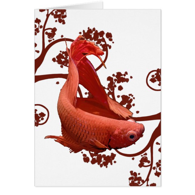 Poissons de combat siamois rouges de Betta (Devant)