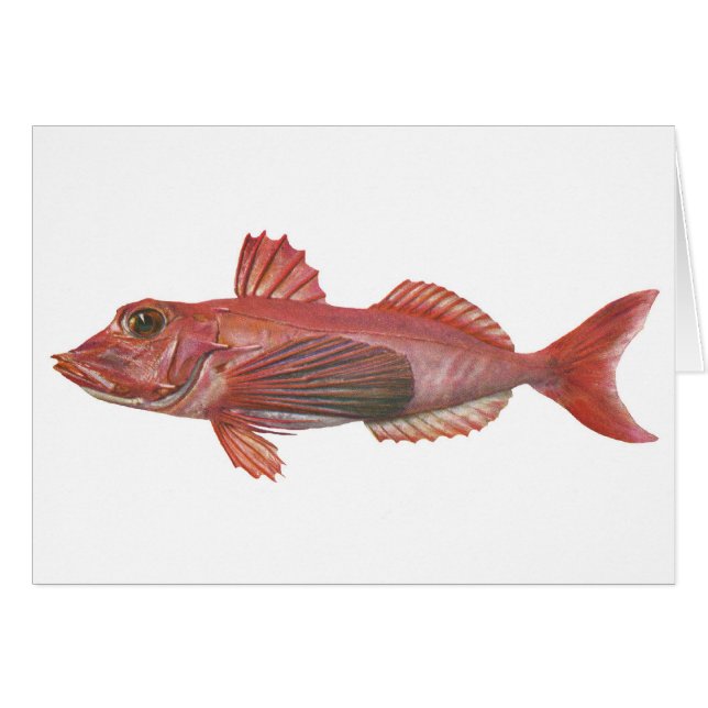 Poissons - Gurnard Pointu-Rostré (Devant horizontal)