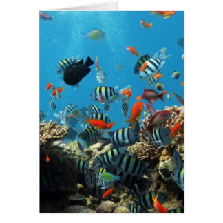 Poissons Naturescape de récif coralien