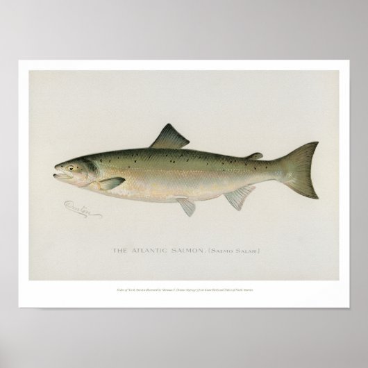 Poissons vintages - Saumon Atlantique - Poster (Devant)