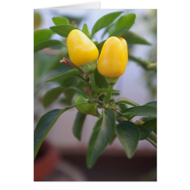 Poivre jaune décoratif (Devant)