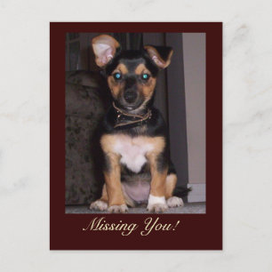 Poivrer le chien vous manque carte postale