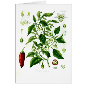 Poivron annuum (poivre de Cayenne)