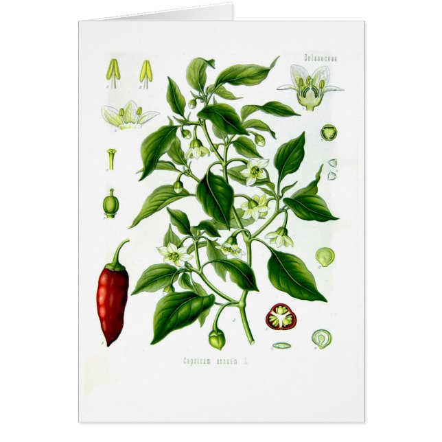 Poivron annuum (poivre de Cayenne) (Devant)