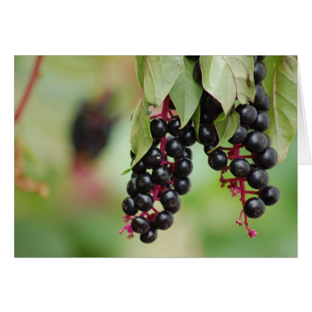 Pokeweed Berries (Voorkant Horizontaal)