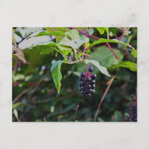 Pokeweed Bessen Ansichtkaart Briefkaart