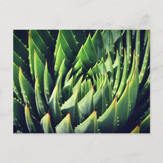 Pokey Succulent Briefkaart (Voorkant)