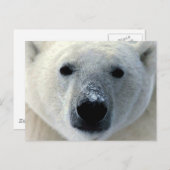 Polair Beer Briefkaart (Voorkant / Achterkant)