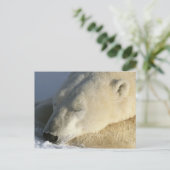 Polair Beer Briefkaart (Staand voorkant)