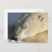 Polair Beer Briefkaart (Voorkant / Achterkant)