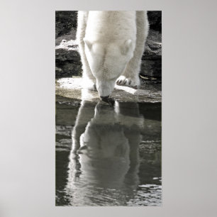 Polair Beer, deel zwart en wit (7) Poster