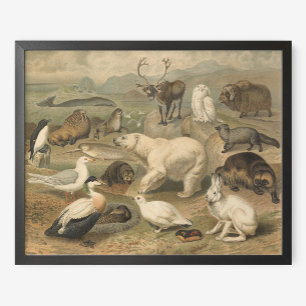 Polair Beer en Arctic Animal Friends Poster