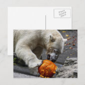 Polair Beer met pompoen Briefkaart (Voorkant / Achterkant)