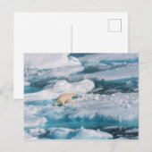 Polair Beer op het Zee Briefkaart (Voorkant / Achterkant)