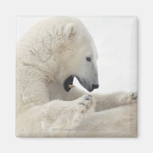 Polair beer strijdt met een ander beer magneet