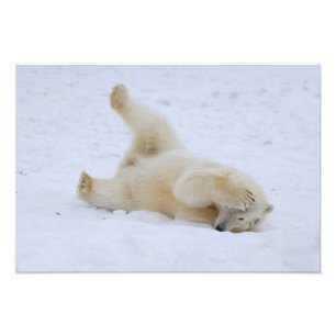polair beer, Ursus maritimus, welp rollen Foto Afdruk