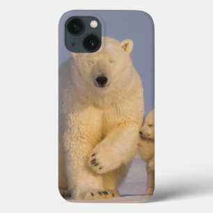 polair beer, Ursus maritimus, zeug met pasgeborene iPhone 13 Hoesje