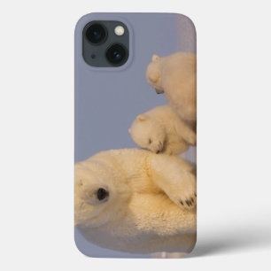 polair beer, Ursus maritimus, zeug met pasgeborene iPhone 13 Hoesje