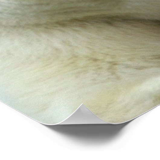 Polaire Beer afdrukken Poster (Hoek)