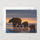 Polaire Beer Briefkaart (Voorkant / Achterkant)