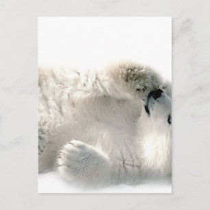 Polaire Beer Cub Cute Animal Arctic Winter Briefkaart