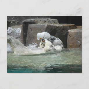 Polaire Beren Briefkaart