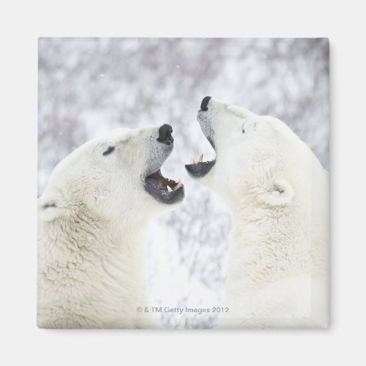 Polaire Beren die in de sneeuw spelen Magneet (Voorkant)