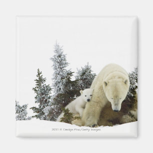 Polaire Beren in het nationaal park Wapusk Magneet