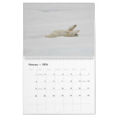 Polaire Beren in het wild Kalender (Feb 2026)