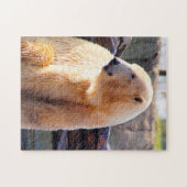 Polaire Beren. Legpuzzel (Horizontaal)