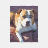 Polaire Couverture d'ouatine de chien de Pitbull (Devant)