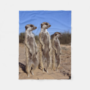 Polaire Exposer au soleil la couverture d'ouatine de