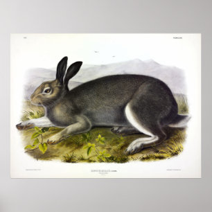 Polaire hazen, Arctische hare, Lepus arcticus door Poster