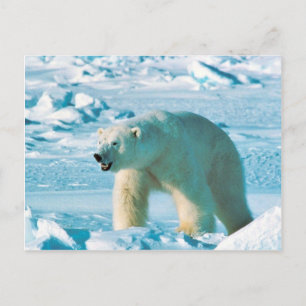 Polar Bear Briefkaart