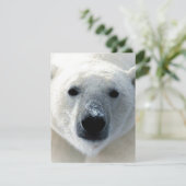Polar Bear Flat Card (Staand voorkant)