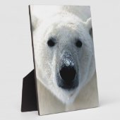 Polar Bear Fotoplaat (Zijkant)
