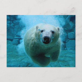 Polar Bear In Water Briefkaart