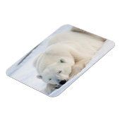 Polar Bear Magneet (Linkerzijde)