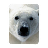 Polar Bear Magneet (Verticaal)