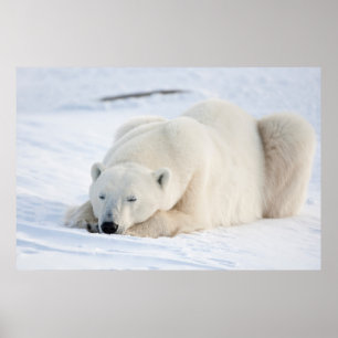 Polar Bear Poster