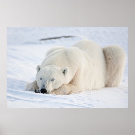 Polar Bear Poster (Voorkant)
